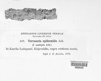 Naetrocymbe punctiformis image